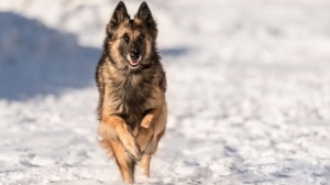 Acheter un chien Berger belge tervueren adulte ou retrait d'levage