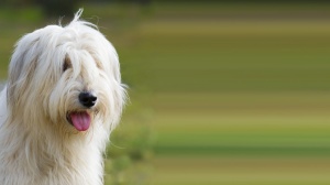Acheter un chien Berger de russie meridionale adulte ou retrait d'levage