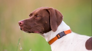 Acheter un chien Braque franais - type gasgogne (grande taille) adulte ou retrait d'levage