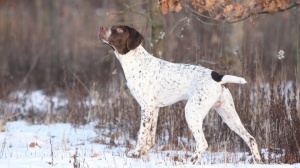 Acheter un chien Braque franais - type pyrnes (petite taille) adulte ou retrait d'levage