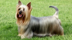 Acheter un chien Australian silky terrier adulte ou retrait d'levage