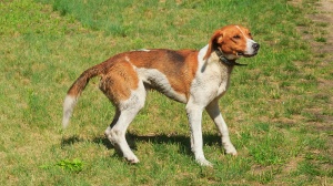 German hound : Origine, Description, Prix, Sant, Entretien, Education