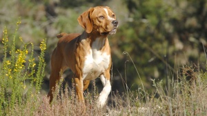 Acheter un chien Perdigueiro portugues adulte ou retrait d'levage