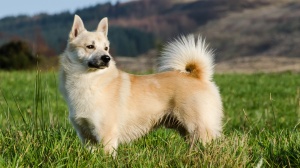 Acheter un chien Buhund norvgien adulte ou retrait d'levage