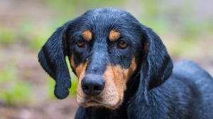 Acheter un chien Transylvanian hound adulte ou retrait d'levage