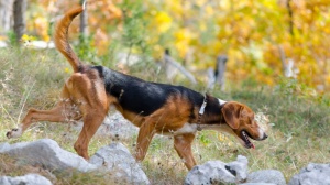 Élevages de Serbian hound
