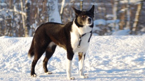 Karelian bear dog : Origine, Description, Prix, Sant, Entretien, Education