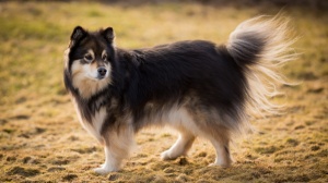 Acheter un chien Suomenlapinkora adulte ou retrait d'levage