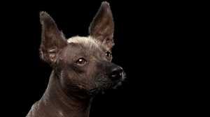 Acheter un chien Xoloitzcuintle taille standard adulte ou retrait d'levage