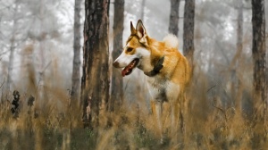 Acheter un chien Chien norvgien de macareux adulte ou retrait d'levage