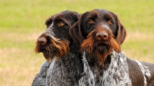 Acheter un chien Chien d'arrt allemand  poil dur adulte ou retrait d'levage