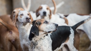 Elevages d'English foxhound