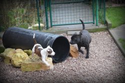 Angel Del Ronda Casa, levage de Staffordshire Bull Terrier