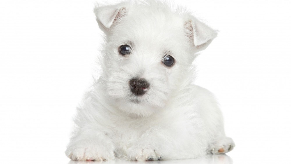 Pelage blanc du chien : comment le garder intact ?