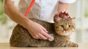 Insuffisance rénale du chat - : ne le laissez pas s'anémier