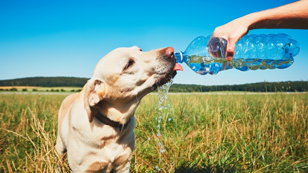 Hydrater son chien l't : conseils pratiques  propos de l'abreuvement