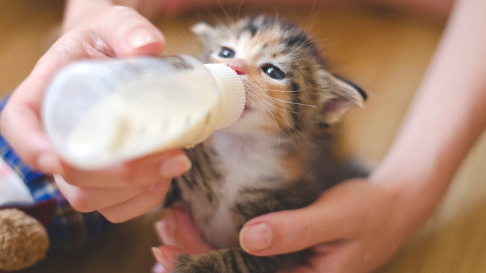 Alimentation artificielle des chatons nouveau-nés