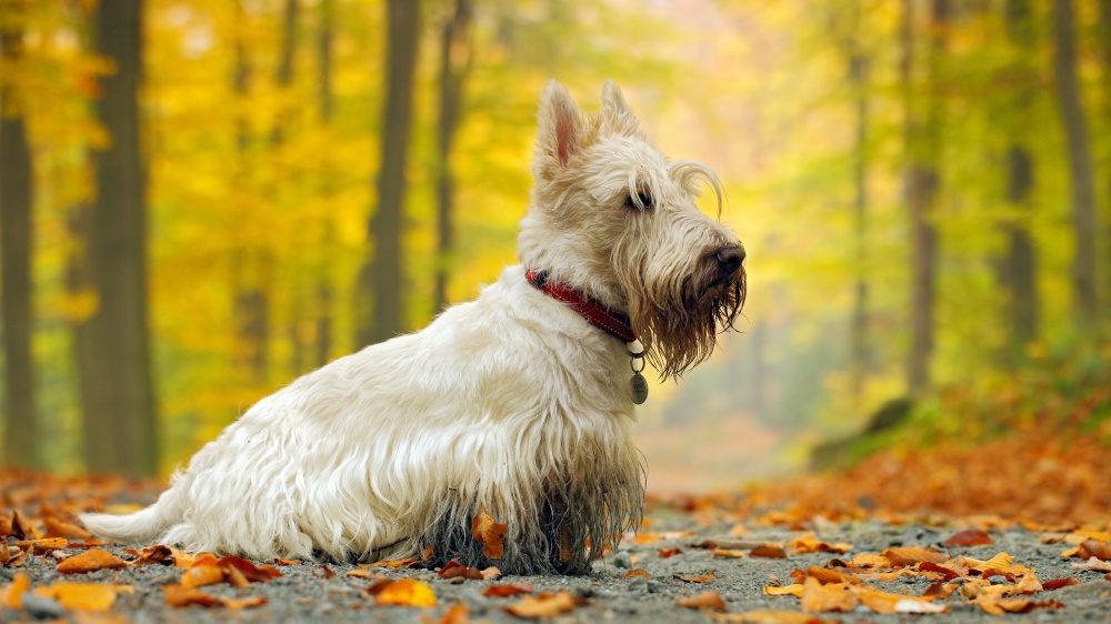 Scottish Terrier - Standard de race FCI 73
