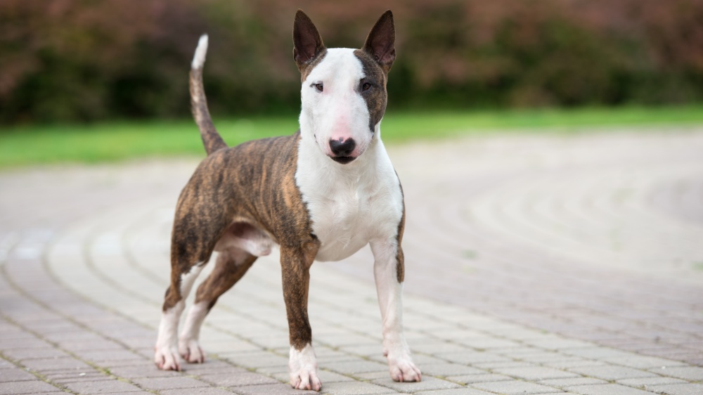 Bull Terrier - Standard de race FCI 11