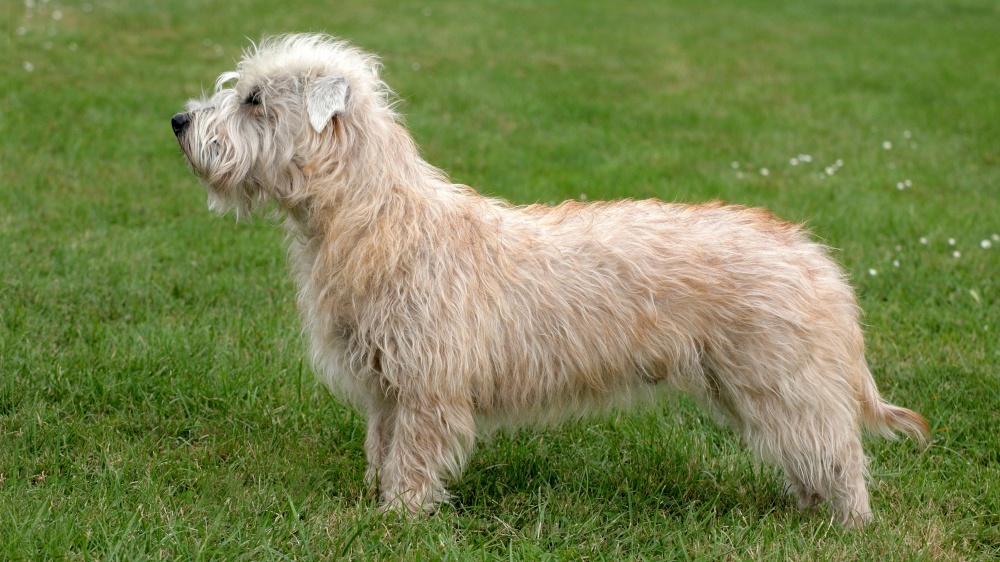 Terrier Irlandais Glen Of Imaal - Standard de race FCI 302