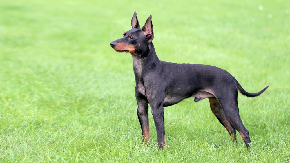 English Toy Terrier, Black And Tan - Standard de race FCI 13
