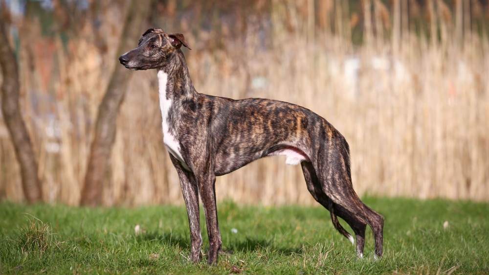 Greyhound - Standard de race FCI 158