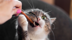 Les friandises pour chats - Peut-on en donner ?