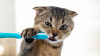 Le rôle de l’alimentation sur la santé bucco-dentaire du chat