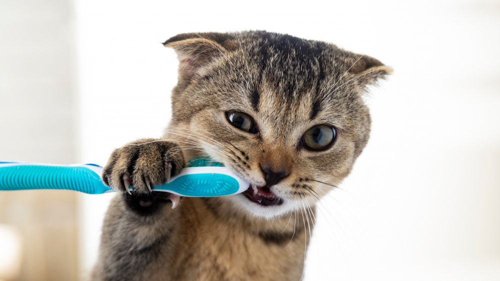 Le rle de lalimentation sur la sant bucco-dentaire du chat