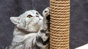 Choisir l'endroit où un chat va « faire ses griffes » - C'est possible grâce aux phéromones !