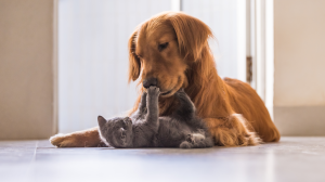 Adopter un chaton quand on a déjà un chien - Comment réussir à les faire cohabiter