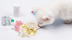 Les chats et les médicaments - Ce qui nous soulage peut être dangereux pour eux !