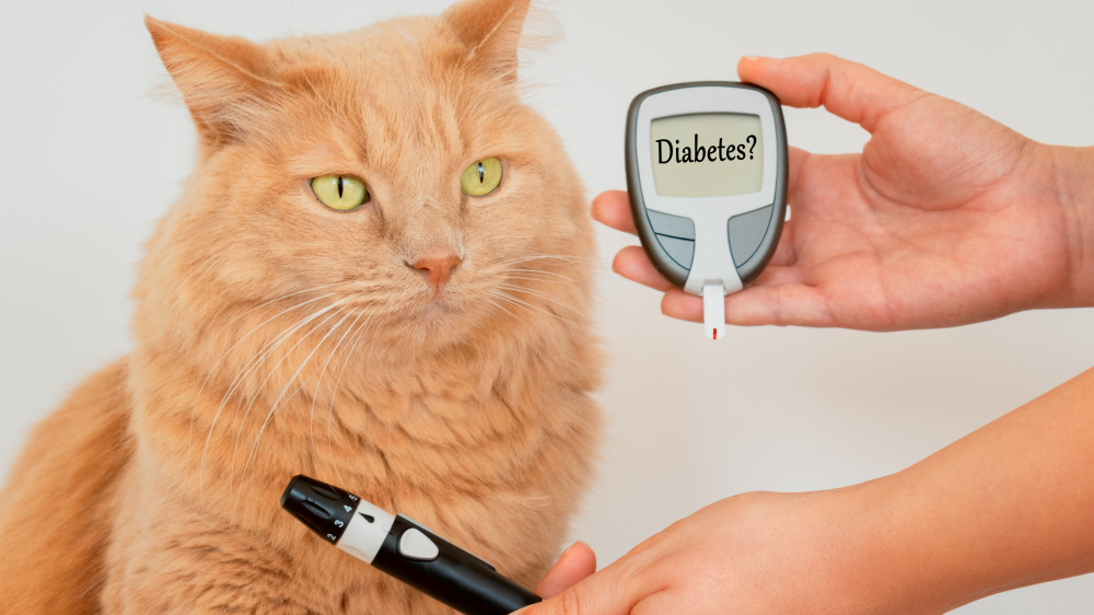 Diabète chez le chat : Description, symptômes et traitements
