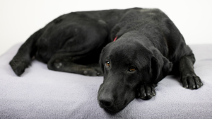 La Dysplasie du chien : Description, symptômes et traitements
