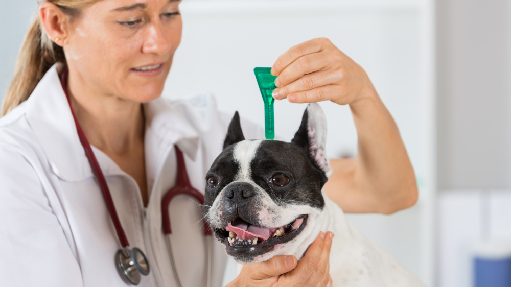 Maladie de lyme chez le chien : description, symptômes, traitements et risques