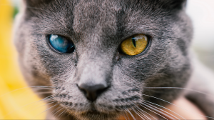 Pourquoi l'œil de mon chat devient blanc opaque ? - Cataracte, Uvéite, Glaucomes, Kératite, Tumeurs oculaires, Séquestre Cornéen ?