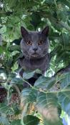 Magnifiques chatons chartreux disponibles en juin .