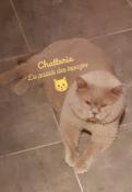 Chat scottish fold à vendre belgique