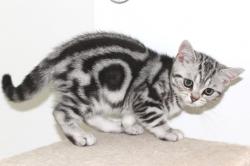 Chaton black silver tabby a adopter