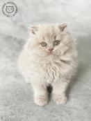 Chatons british longhair fawn