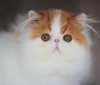 Magnifique chatons persans disponibles