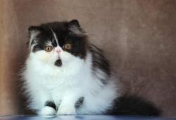 Magnifique chatons persans disponibles