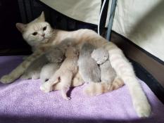 6 magnifiques chatons british shorthair