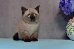 Les chatons british shorthair colorpoints.