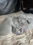 chatons Chartreux  rserver