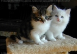 Chatons ragdoll solid et point