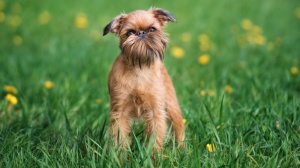 Petites annonces de vente de chien de race Griffon bruxellois