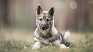 Acheter un chien Laika de sibérie occidentale adulte ou retraité d'élevage