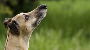 Acheter un chien Lévrier hongrois adulte ou retraité d'élevage