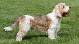 Acheter un chien Petit basset griffon vendéen adulte ou retraité d'élevage